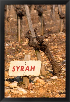 Framed Syrah Vine and Sign at La Truffe de Ventoux Truffle Farm Print