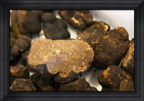Framed Truffles at La Truffe de Ventoux Truffle Farm Print
