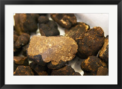 Framed Truffles at La Truffe de Ventoux Truffle Farm Print