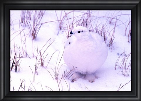 Framed Rock Ptarmigan Print