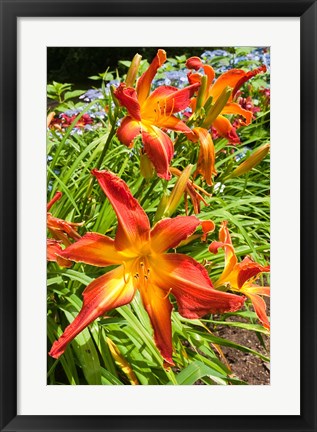 Framed Nova Scotia, Annapolis Royal Gardens Print