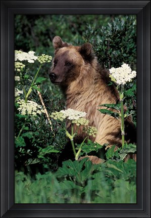 Framed Grizzly Bear in Canada Print