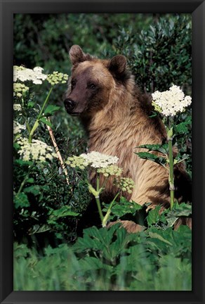 Framed Grizzly Bear in Canada Print