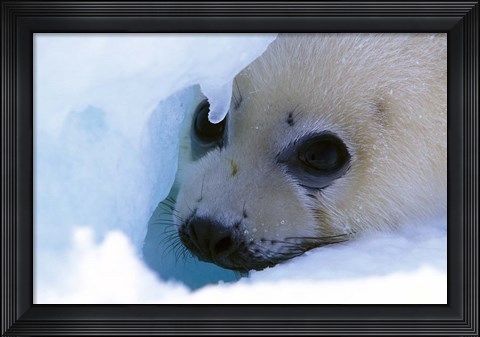 Framed Seal Pup on Gulf of St. Lawrence Print