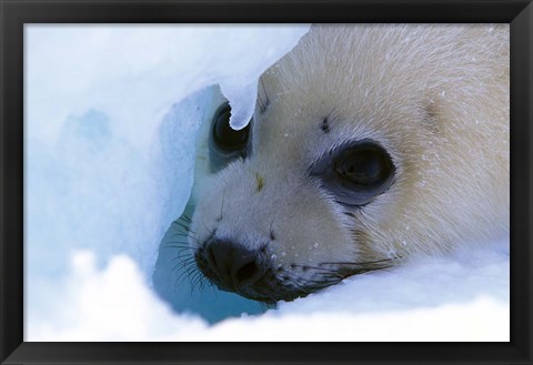 Framed Seal Pup on Gulf of St. Lawrence Print