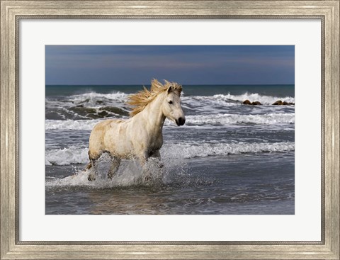 Framed Camargue Horse in the Surf Print