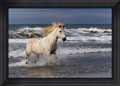 Framed Camargue Horse in the Surf Print