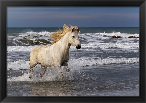 Framed Camargue Horse in the Surf Print