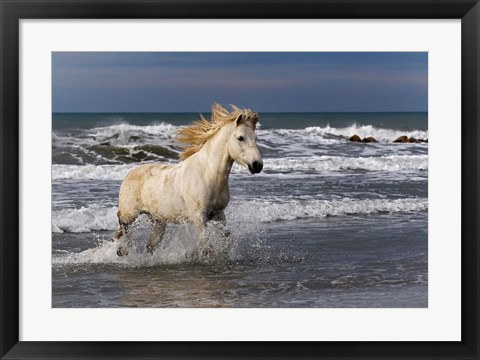 Framed Camargue Horse in the Surf Print