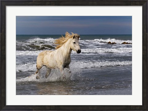 Framed Camargue Horse in the Surf Print