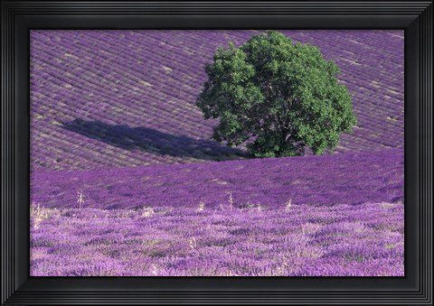 Framed Lavender Fields, France Print