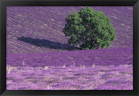 Framed Lavender Fields, France Print