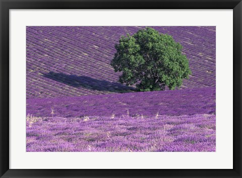 Framed Lavender Fields, France Print