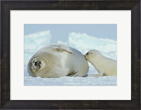 Framed Harp Seal on Magdalen Island Print