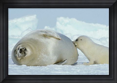 Framed Harp Seal on Magdalen Island Print