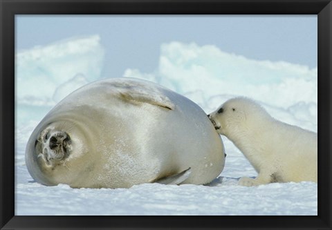 Framed Harp Seal on Magdalen Island Print