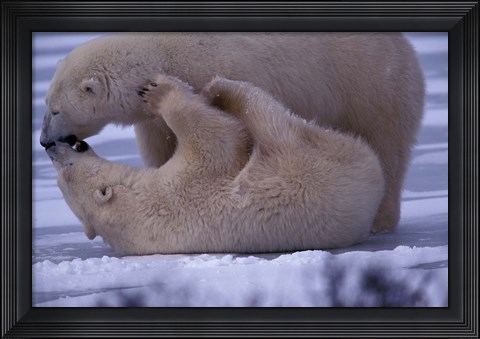 Framed Polar Bears in Canada Print