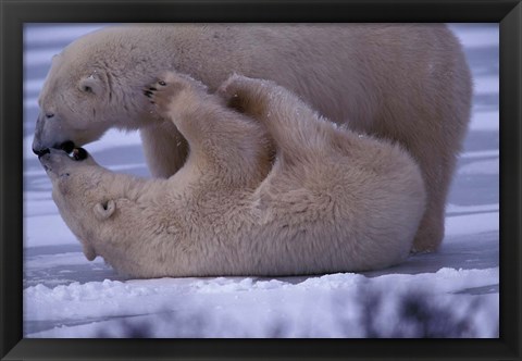 Framed Polar Bears in Canada Print