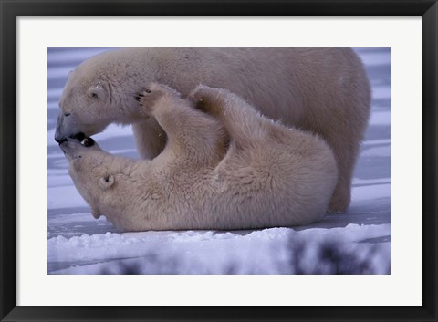 Framed Polar Bears in Canada Print