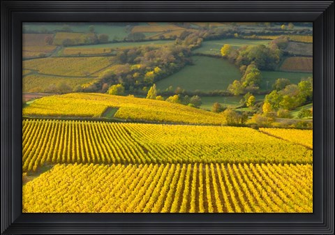 Framed Autumn Morning in Pouilly-Fuiss&#39; Vineyards Print