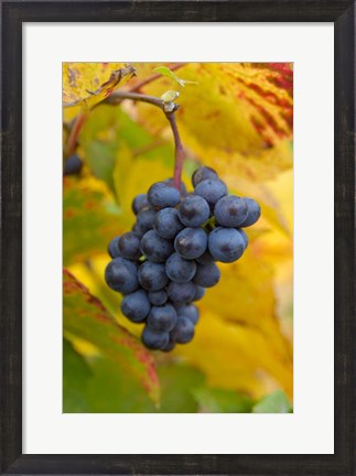 Framed Beaujolais Red Grapes in Autumn Print