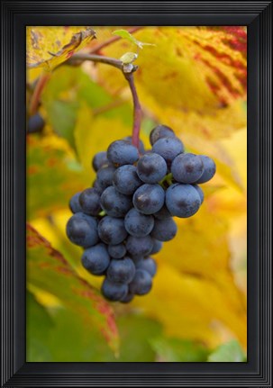 Framed Beaujolais Red Grapes in Autumn Print