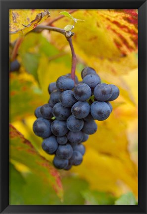 Framed Beaujolais Red Grapes in Autumn Print