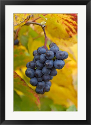 Framed Beaujolais Red Grapes in Autumn Print