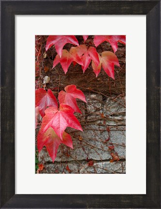 Framed Red Ivy on Stone Wall Print