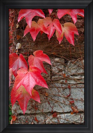 Framed Red Ivy on Stone Wall Print