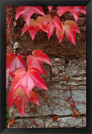 Framed Red Ivy on Stone Wall Print