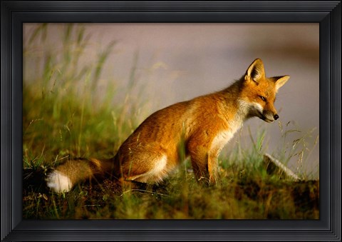 Framed Red Fox Cub Print