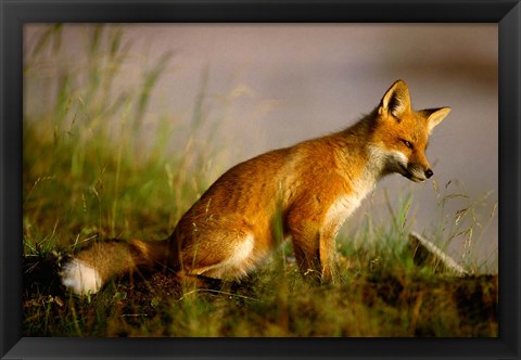 Framed Red Fox Cub Print