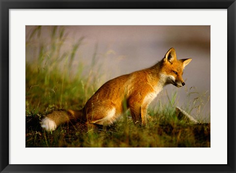 Framed Red Fox Cub Print