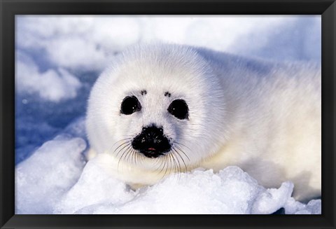 Framed Harp Seal Pup at Gulf of St Lawrence Print