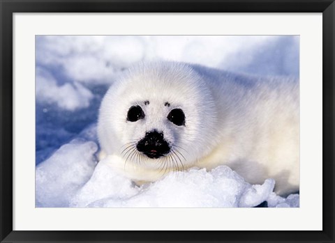 Framed Harp Seal Pup at Gulf of St Lawrence Print