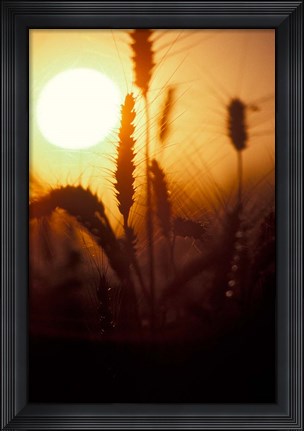 Framed Wheat Plants at Sunset Print