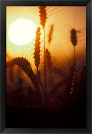 Framed Wheat Plants at Sunset Print