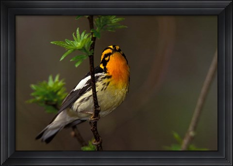 Framed Male Blackburnian Warbler Print