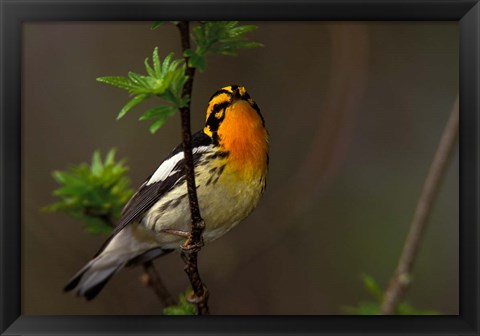 Framed Male Blackburnian Warbler Print