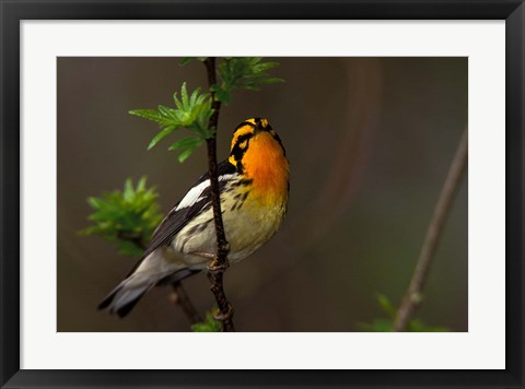 Framed Male Blackburnian Warbler Print