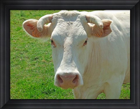 Framed Charolais Cow Print
