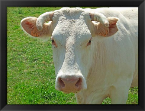 Framed Charolais Cow Print