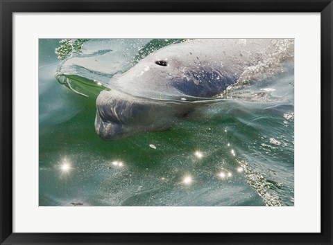 Framed Beluga Whale in Canada Print