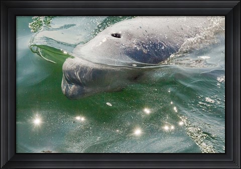 Framed Beluga Whale in Canada Print