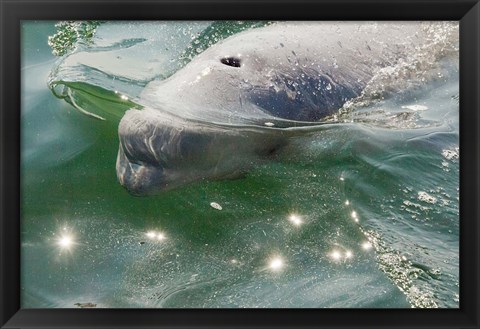 Framed Beluga Whale in Canada Print
