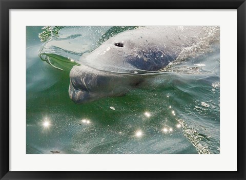 Framed Beluga Whale in Canada Print