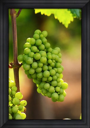 Framed Fidal Vineyard Print
