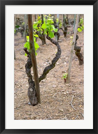 Framed Vineyards in the Cote Rotie District Print