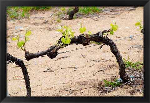 Framed Vineyard of Pierre Gaillard in Malleval Print